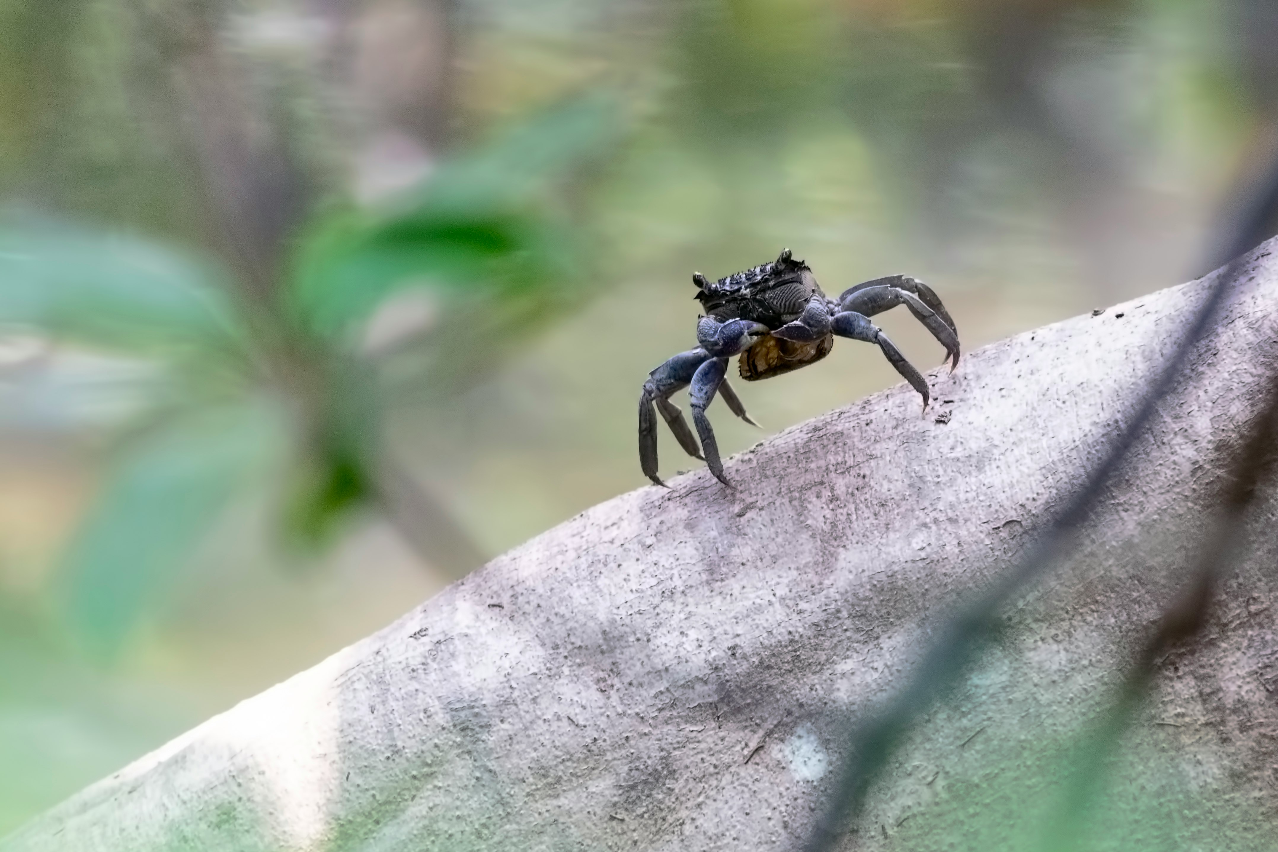 black insect on wood